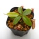 Nepenthes rajah x burbidgeae��( N. x ' alisputrana ' ) [ �ͥڥ�ƥ����饸�� x �С��ӥå����� (N. ���ꥵ�ץȥ�� ) ]���� Borneo Exotics / BE-3865 �ۡ� PN200205-02 ��