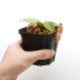 Nepenthes rajah x burbidgeae��( N. x ' alisputrana ' ) [ �ͥڥ�ƥ����饸�� x �С��ӥå����� (N. ���ꥵ�ץȥ�� ) ]���� Borneo Exotics / BE-3865 �ۡ� PN200205-02 ��