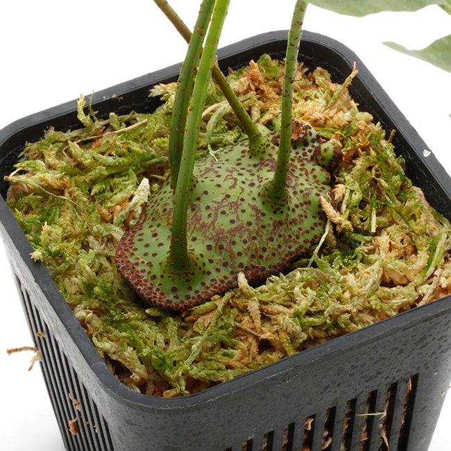 Lecanopteris mirabilis [ レカノプテリス・ミラビリス ] 【 PN211001