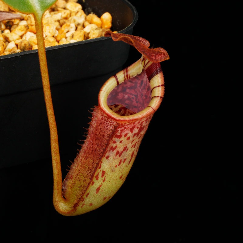 Nepenthes burbidgeae x lowii ��[ �ͥڥ�ƥ����С��ӥå����� x ���������� ]���� PN250208-09 ��