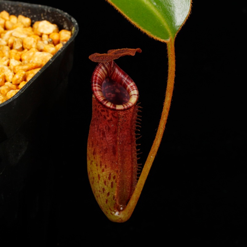 Nepenthes burbidgeae x lowii ��[ �ͥڥ�ƥ����С��ӥå����� x ���������� ]���� PN260728-05 ��