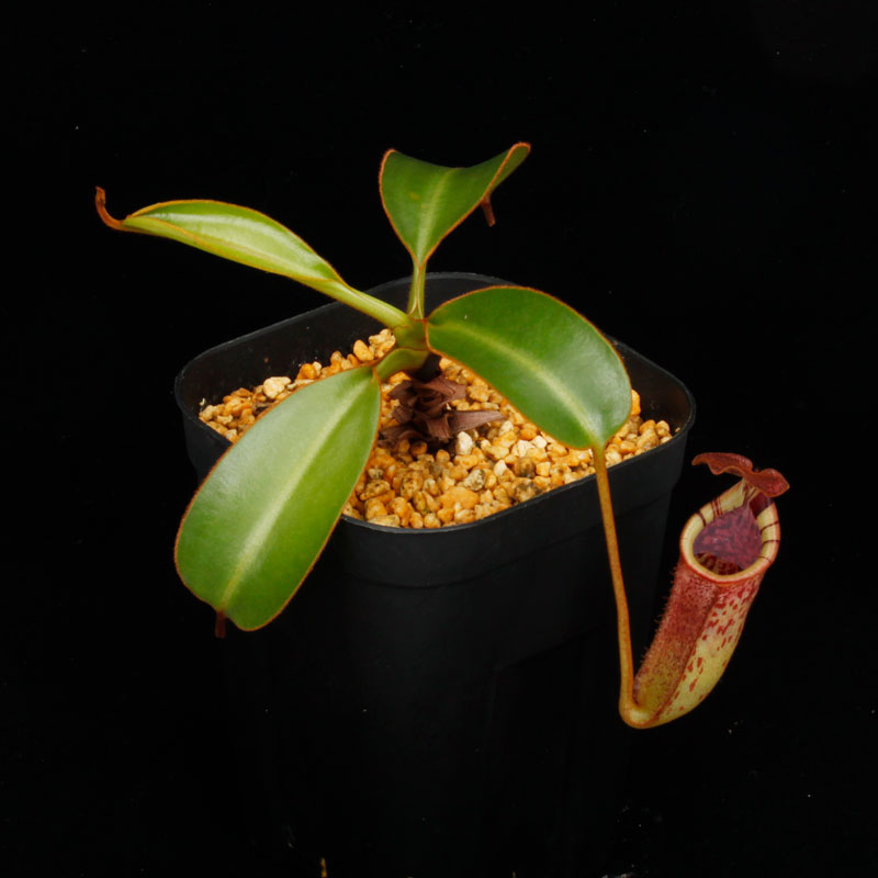 Nepenthes burbidgeae x lowii ��[ �ͥڥ�ƥ����С��ӥå����� x ���������� ]���� PN250208-09 ��
