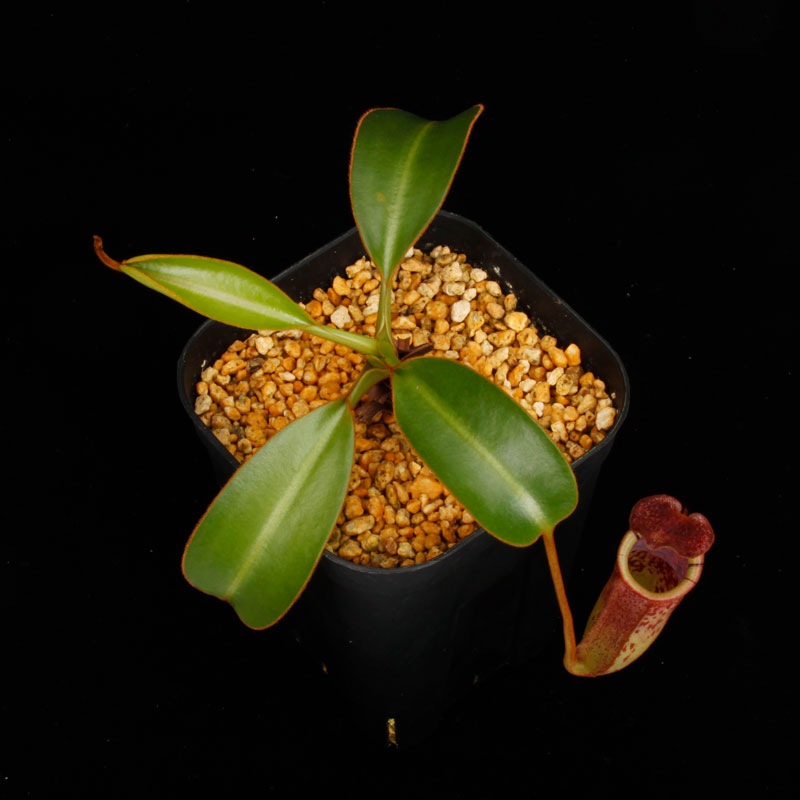 Nepenthes burbidgeae x lowii ��[ �ͥڥ�ƥ����С��ӥå����� x ���������� ]���� PN250208-09 ��