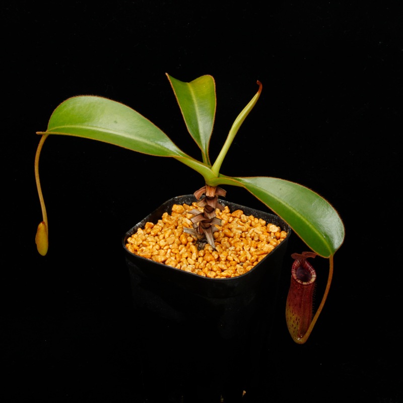 Nepenthes burbidgeae x lowii ��[ �ͥڥ�ƥ����С��ӥå����� x ���������� ]���� PN260728-05 ��