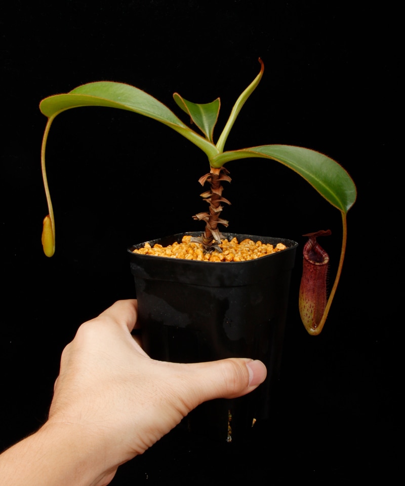 Nepenthes burbidgeae x lowii ��[ �ͥڥ�ƥ����С��ӥå����� x ���������� ]���� PN260728-05 ��