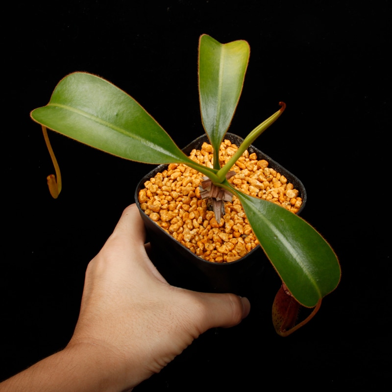 Nepenthes burbidgeae x lowii ��[ �ͥڥ�ƥ����С��ӥå����� x ���������� ]���� PN260728-05 ��