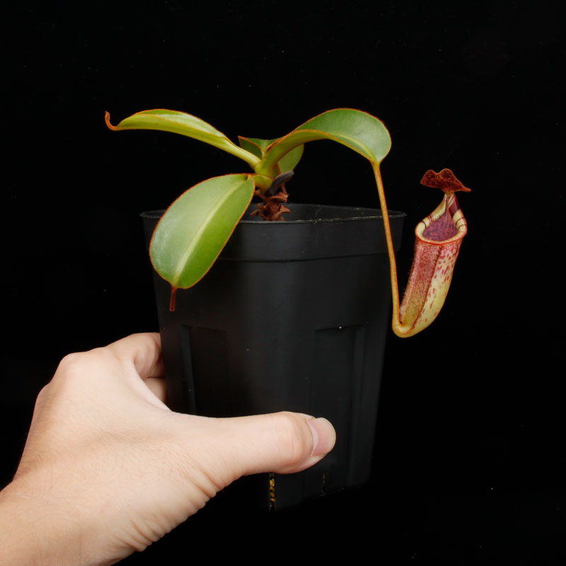 Nepenthes burbidgeae x lowii ��[ �ͥڥ�ƥ����С��ӥå����� x ���������� ]���� PN250208-09 ��