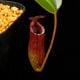 Nepenthes burbidgeae x lowii ��[ �ͥڥ�ƥ����С��ӥå����� x ���������� ]���� PN260728-05 ��