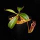 Nepenthes burbidgeae x lowii ��[ �ͥڥ�ƥ����С��ӥå����� x ���������� ]���� PN250208-09 ��