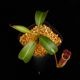 Nepenthes burbidgeae x lowii ��[ �ͥڥ�ƥ����С��ӥå����� x ���������� ]���� PN250208-09 ��