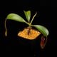 Nepenthes burbidgeae x lowii ��[ �ͥڥ�ƥ����С��ӥå����� x ���������� ]���� PN260728-05 ��