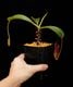 Nepenthes burbidgeae x lowii ��[ �ͥڥ�ƥ����С��ӥå����� x ���������� ]���� PN260728-05 ��