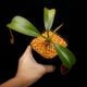 Nepenthes burbidgeae x lowii ��[ �ͥڥ�ƥ����С��ӥå����� x ���������� ]���� PN260728-05 ��