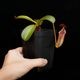 Nepenthes burbidgeae x lowii ��[ �ͥڥ�ƥ����С��ӥå����� x ���������� ]���� PN250208-09 ��