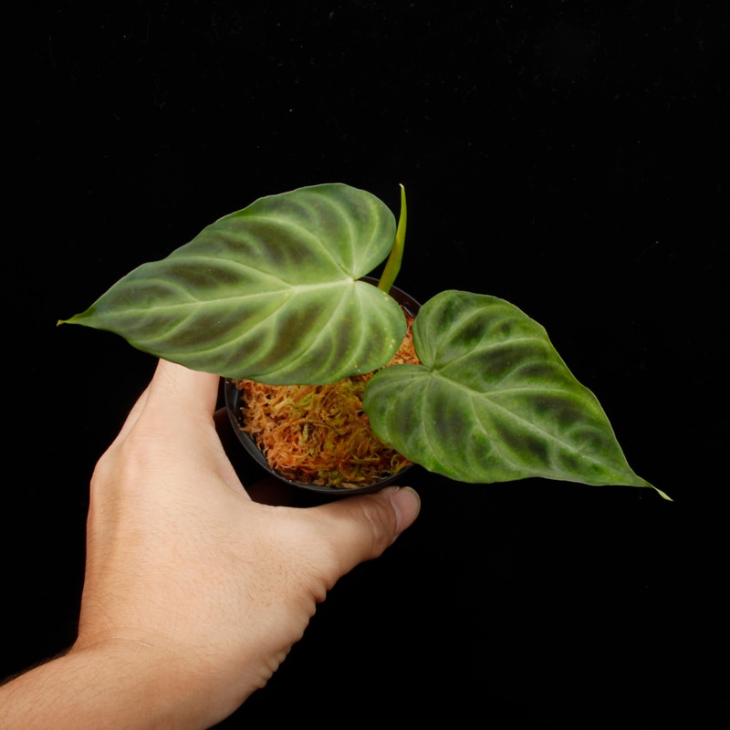 Philodendron verrucosum [ �ե����ǥ�ɥ��󡦥٥륳������ ]���� PN260821-07 ��
