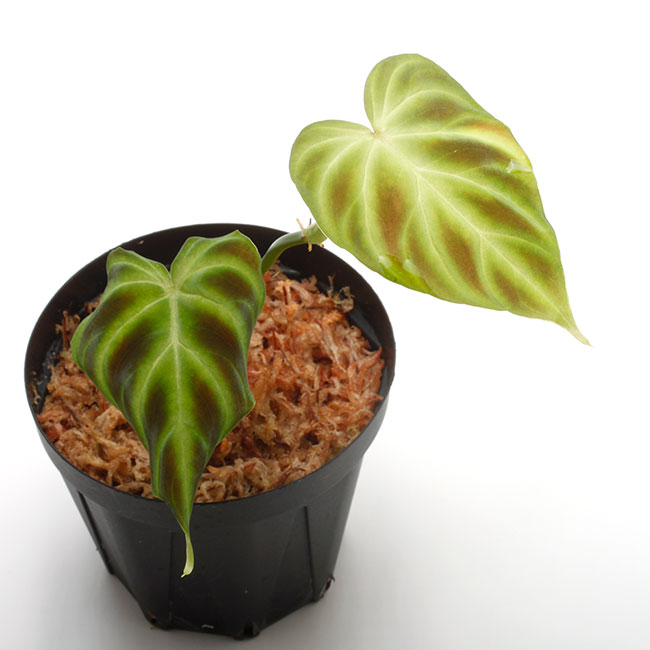 Philodendron verrucosum 2 奇形 フィロデンドロン Philodendron verrucosum [ フィロデンドロン・ベルコサーム
