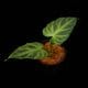 Philodendron verrucosum [ �ե����ǥ�ɥ��󡦥٥륳������ ]���� PN260821-07 ��