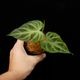 Philodendron verrucosum [ �ե����ǥ�ɥ��󡦥٥륳������ ]���� PN260821-07 ��
