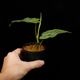 Philodendron verrucosum [ �ե����ǥ�ɥ��󡦥٥륳������ ]���� PN260821-07 ��