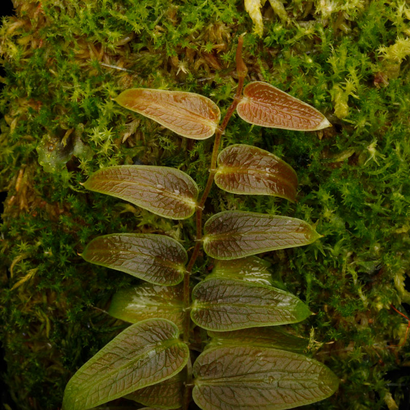 Pothos barberianus��[ �ݥȥ����С��٥ꥢ�ʥ� ]���� PN250822-01 ��