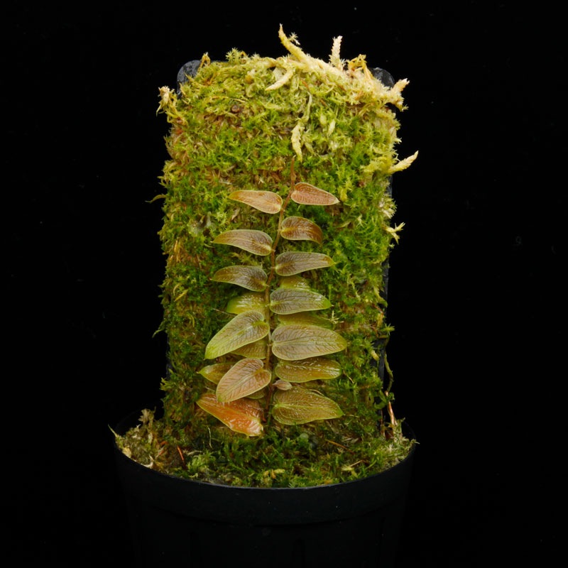 Pothos barberianus��[ �ݥȥ����С��٥ꥢ�ʥ� ]���� PN250822-01 ��