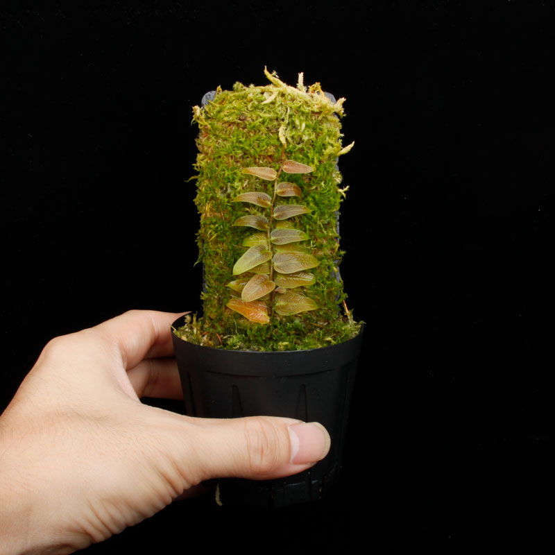 Pothos barberianus��[ �ݥȥ����С��٥ꥢ�ʥ� ]���� PN250822-01 ��