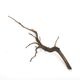 Drift Wood / �ɥ�եȥ��åɡ��� �֥�å� / S / NB2508-13 �� [ �ѥ���ꥦ�ࡢ�����ꥦ��Υ쥤�����Ȥ˺�Ŭ��ή�� ]