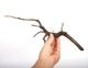 Drift Wood / �ɥ�եȥ��åɡ��� �֥�å� / S / NB2508-13 �� [ �ѥ���ꥦ�ࡢ�����ꥦ��Υ쥤�����Ȥ˺�Ŭ��ή�� ]