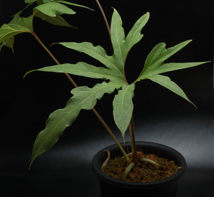 Anthurium pedatum��[ ���󥹥ꥦ�ࡦ�ڥ����� ]���� PN180719-01 ��