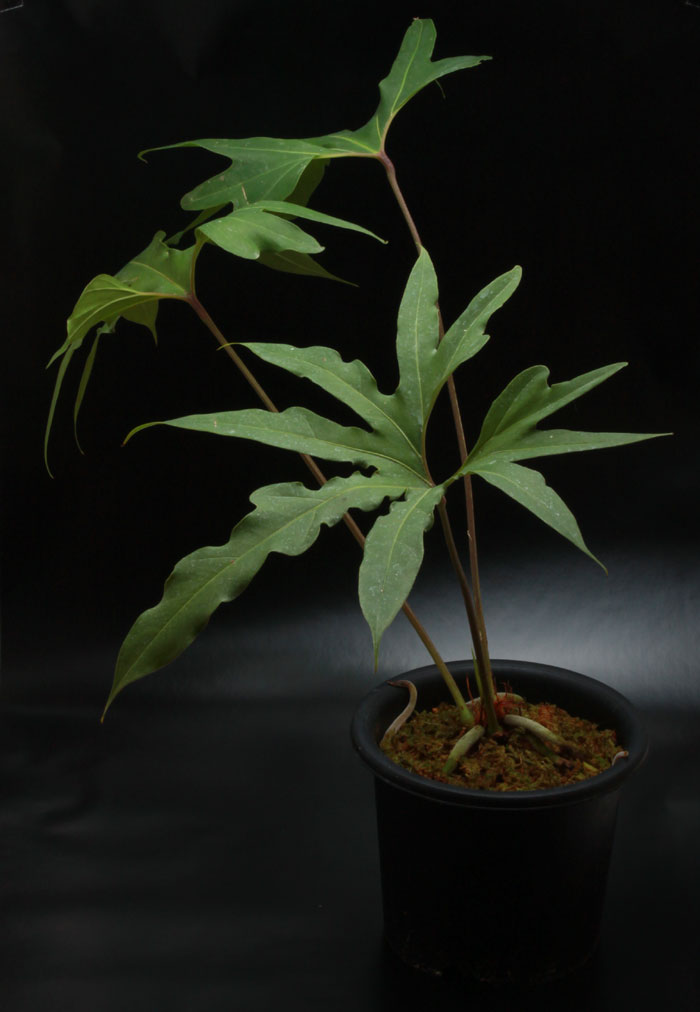 Anthurium pedatum��[ ���󥹥ꥦ�ࡦ�ڥ����� ]���� PN180719-01 ��