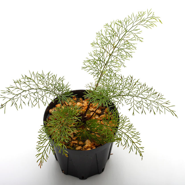 Asplenium bulbiferum [ �����ץ�˥��ࡦ�֥�ӥե���� ]���� PN210815-01 �ۡ��� �դ����٤����������� ��