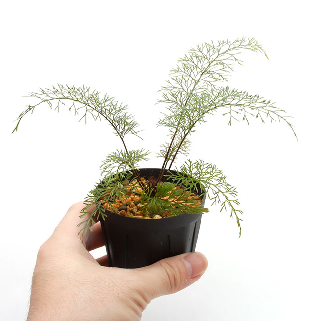 Asplenium bulbiferum [ �����ץ�˥��ࡦ�֥�ӥե���� ]���� PN210815-01 �ۡ��� �դ����٤����������� ��