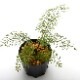 Asplenium bulbiferum [ �����ץ�˥��ࡦ�֥�ӥե���� ]���� PN210815-01 �ۡ��� �դ����٤����������� ��