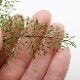Asplenium bulbiferum [ �����ץ�˥��ࡦ�֥�ӥե���� ]���� PN210815-01 �ۡ��� �դ����٤����������� ��