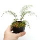 Asplenium bulbiferum [ �����ץ�˥��ࡦ�֥�ӥե���� ]���� PN210815-01 �ۡ��� �դ����٤����������� ��