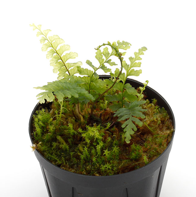 Asplenium obliquissimum [ �䥯���ޥۥ��ӥ��� ]���� PN230612-05 �ۡڥ������Υ֤Τ褦��Ʃ�����դ����ʷ�ή�Ͼ��������ץ�˥����
