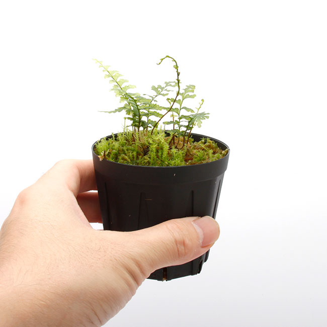 Asplenium obliquissimum [ �䥯���ޥۥ��ӥ��� ]���� PN230612-05 �ۡڥ������Υ֤Τ褦��Ʃ�����դ����ʷ�ή�Ͼ��������ץ�˥����