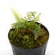 Asplenium obliquissimum [ �䥯���ޥۥ��ӥ��� ]���� PN230612-05 �ۡڥ������Υ֤Τ褦��Ʃ�����դ����ʷ�ή�Ͼ��������ץ�˥����