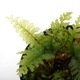 Asplenium obliquissimum [ �䥯���ޥۥ��ӥ��� ]���� PN230612-05 �ۡڥ������Υ֤Τ褦��Ʃ�����դ����ʷ�ή�Ͼ��������ץ�˥����
