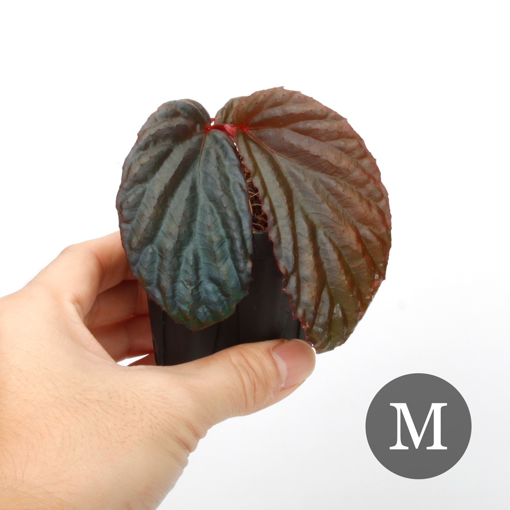 Begonia sp. " Metallic Blue "[ ٥˥ sp. ᥿å֥롼 ]1ݥå