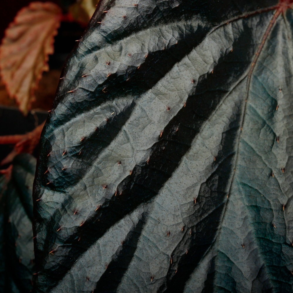 Begonia sp. " Metallic Blue "[ ٥˥ sp. ᥿å֥롼 ]1ݥå