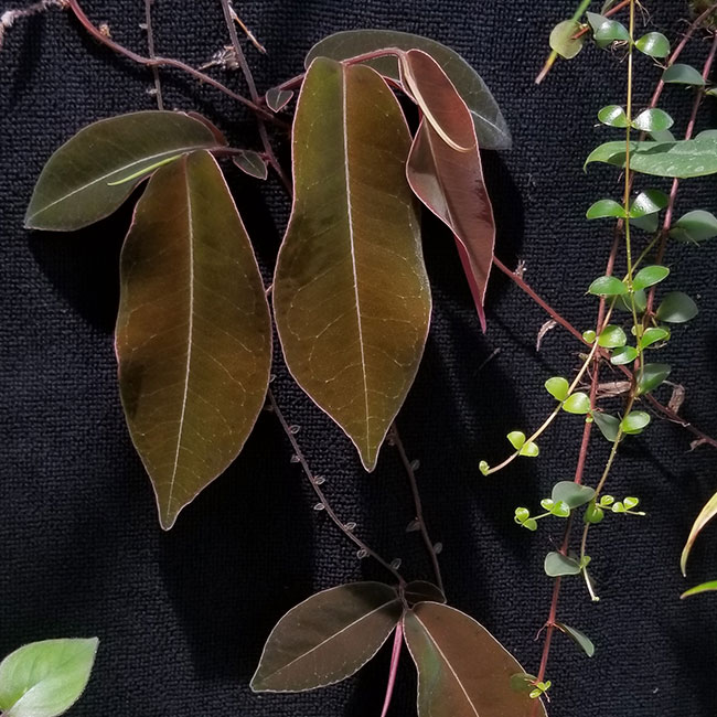 Marcgravia sp. " El Coca " [ �ޥ륯����ӥ� sp. "���륳�� " ]���� PN251123-02 ��