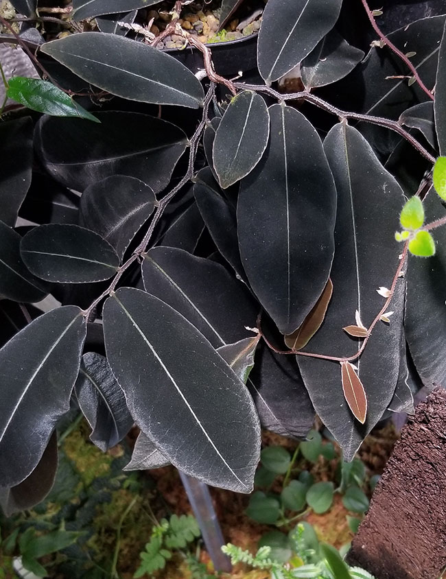 Marcgravia sp. " El Coca " [ �ޥ륯����ӥ� sp. "���륳�� " ]���� PN251123-02 ��