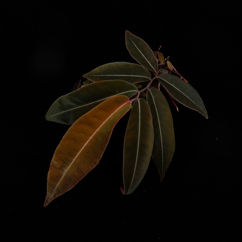 Marcgravia sp. " El Coca " [ �ޥ륯����ӥ� sp. "���륳�� " ]���� PN251123-02 ��