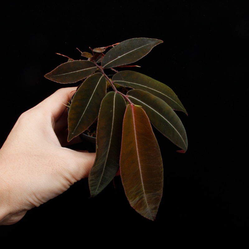 Marcgravia sp. " El Coca " [ �ޥ륯����ӥ� sp. "���륳�� " ]���� PN251123-02 ��