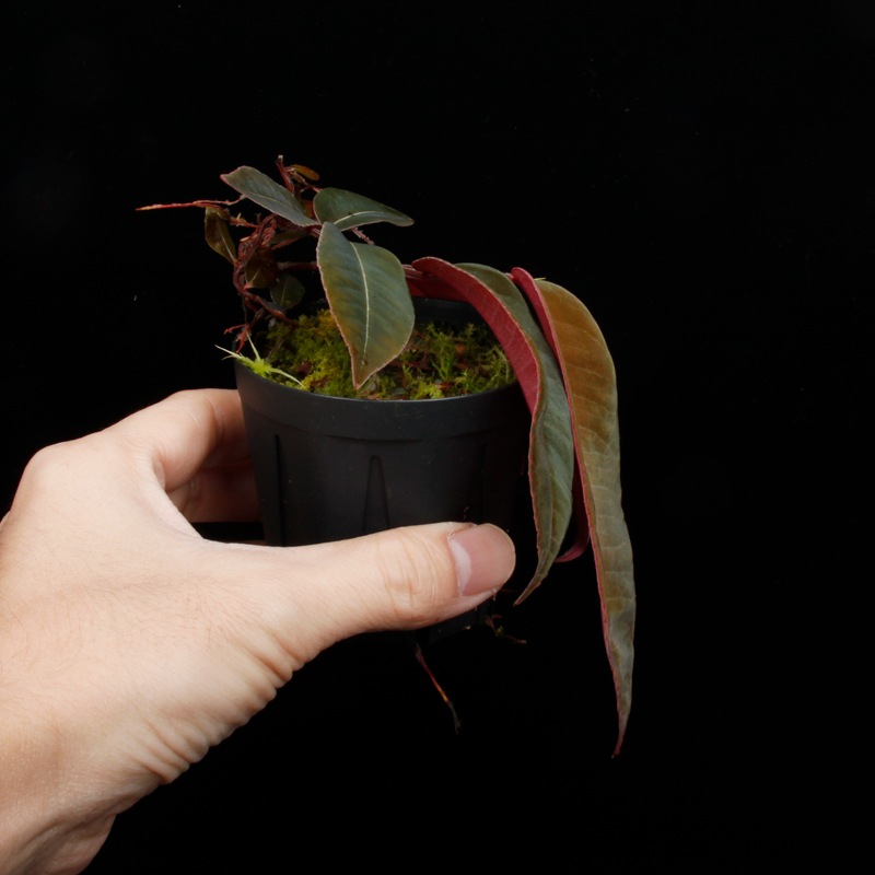 Marcgravia sp. " El Coca " [ �ޥ륯����ӥ� sp. "���륳�� " ]���� PN251123-02 ��