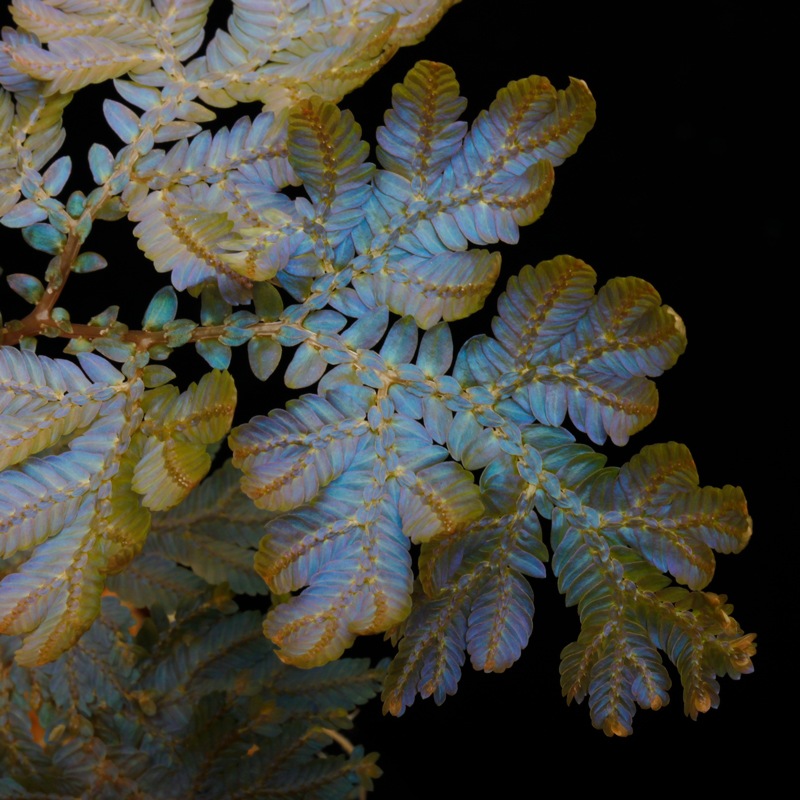 その他観葉植物 Selaginella sp. 'Purple' from Sarawak Selaginella spec. Borneo, 75,00 €