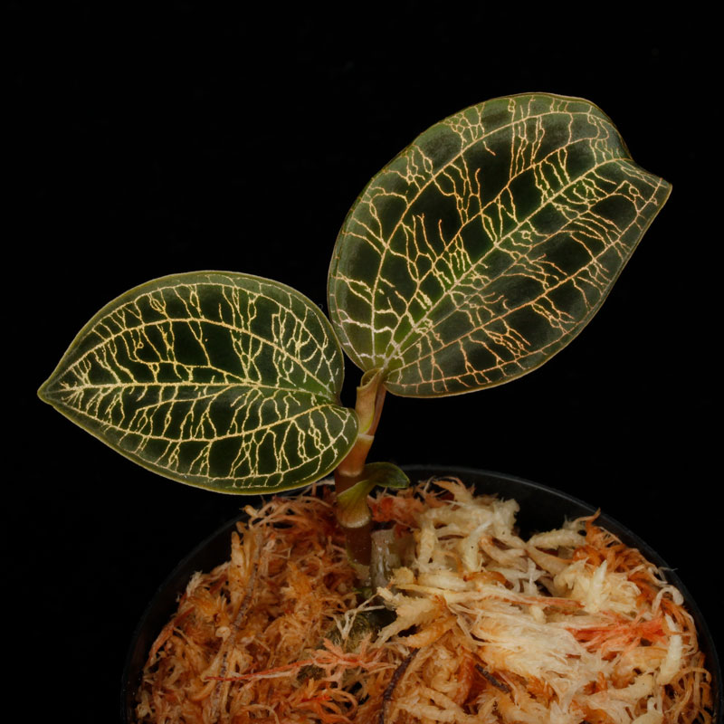 Macodes petola " BLACK " [ �ޥ��ǥ����ڥȥ� " �֥�å� " ]�� PN260707-01 ��