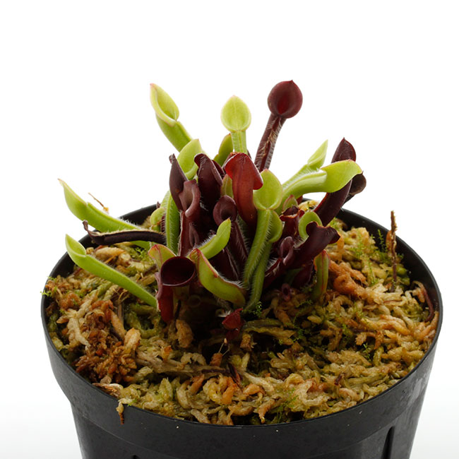 ヘリアンフォラ　ミノール　バーガンディブラック　開花株 Heliamphora minor 