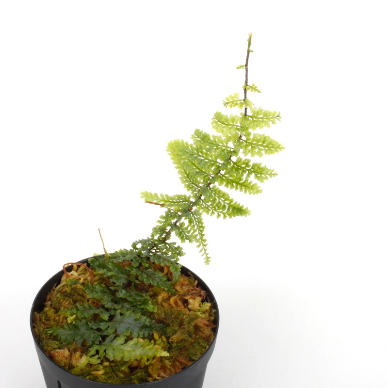 着生シダ】Teratophyllum rotundifoliatum